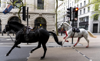 Desbocan caballos en centro de Londres; reportan personas 4 heridas